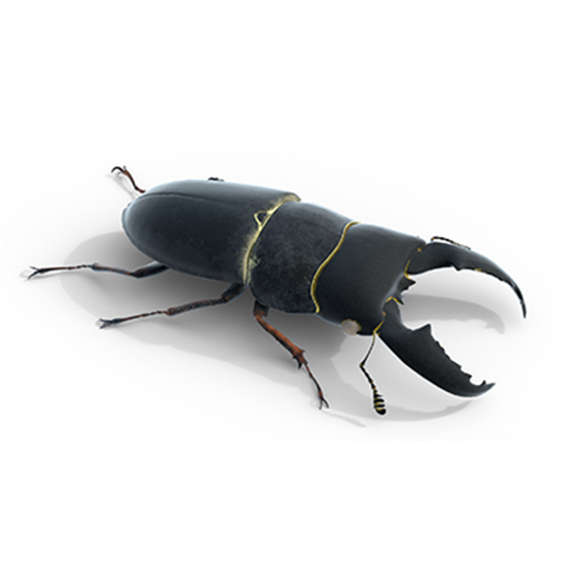Serrognathus titanus 3D Modell .c4d .max .obj .3ds .fbx .stl .blend 