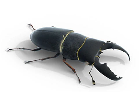 सेरोग्नाथस टाइटेनस 3D मॉडल