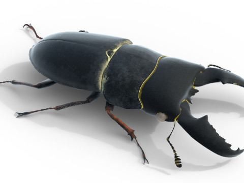Serrognathus titanus 3D Modell