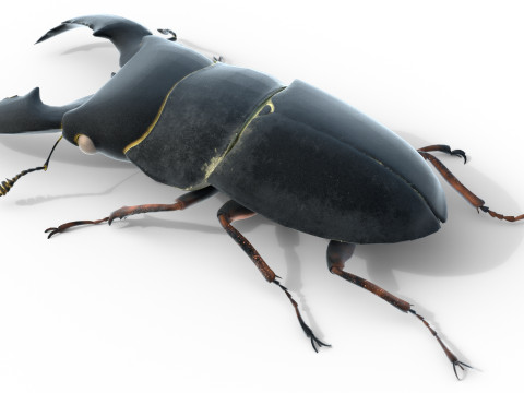 Serrognathus titanus 3D Modell