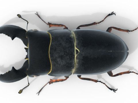 Serrognathus titanus 3D Modell