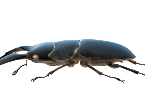 Serrognathus titanus 3D Modell