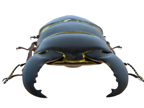 Serrognathus titanus 3D Model