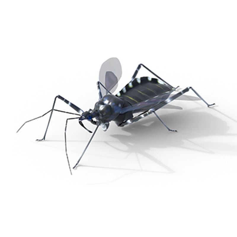 Sphedanolestes impressicollis insects Model 3D .c4d .max .obj .3ds .fbx .stl .blend 