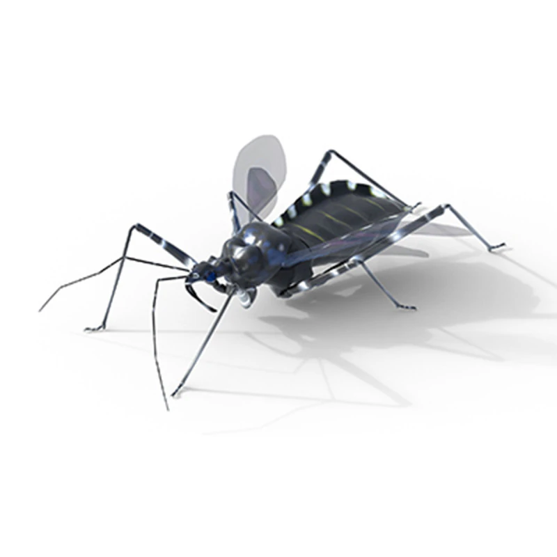 Sphedanolestes impressicollis insects 3D Model .c4d .max .obj .3ds .fbx .stl .blend 