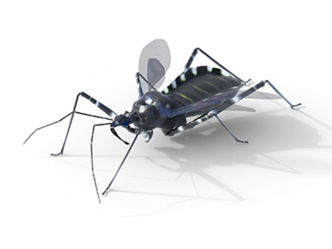 Sphedanolestes impressicollis insects Modèle 3D