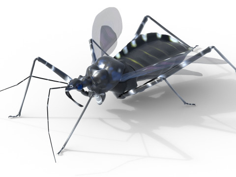 Sphedanolestes impressicollis insects Model 3D