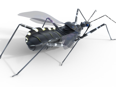 Sphedanolestes impressicollis insects Model 3D
