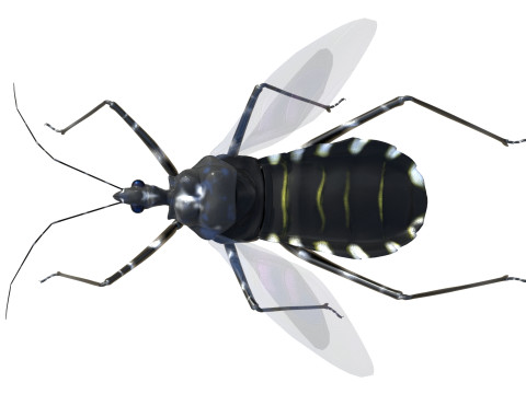 Sphedanolestes impressicollis insects Model 3D