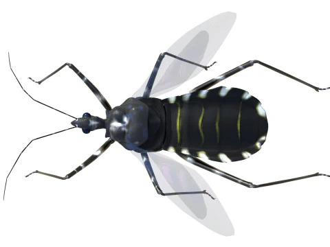 Sphedanolestes impressicollis insects 3D Model