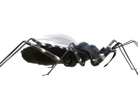 Sphedanolestes impressicollis insects 3D Model
