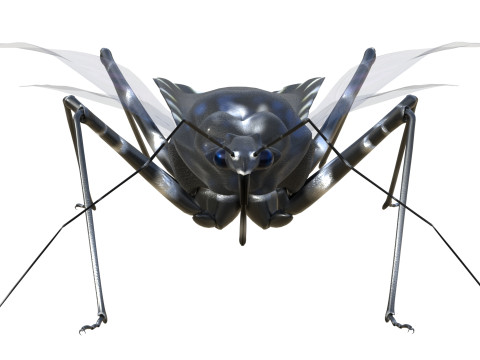 Sphedanolestes impressicollis insects Model 3D