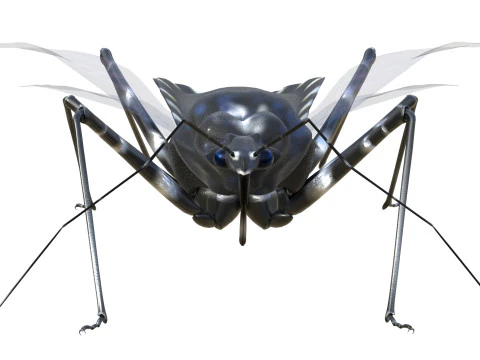 Sphedanolestes impressicollis insects 3D Model
