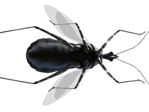 Sphedanolestes impressicollis insects Model 3D