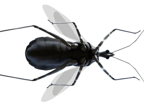 Sphedanolestes impressicollis insects 3D Model