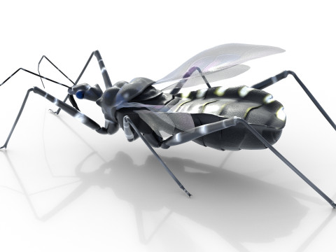 Sphedanolestes impressicollis insects Model 3D