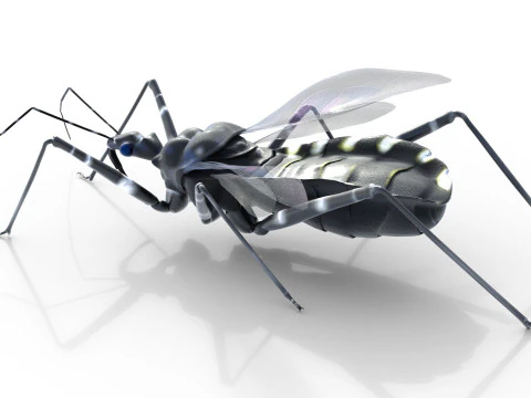 Sphedanolestes impressicollis insects 3D Model
