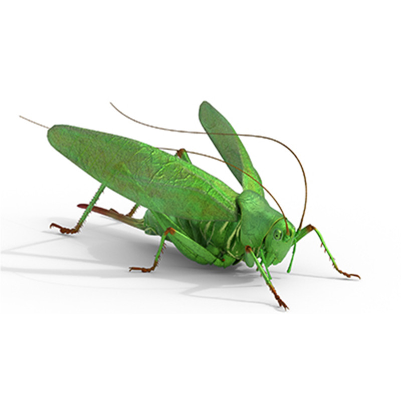 Tettigonia viridissima green bush 3D Модель .c4d .max .obj .3ds .fbx .stl .blend 