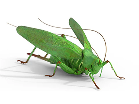 टेटीगोनिया विरिडिसिमा हरी झाड़ी 3D मॉडल