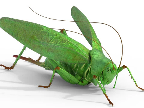 Semak hijau Tettigonia viridissima Model 3D