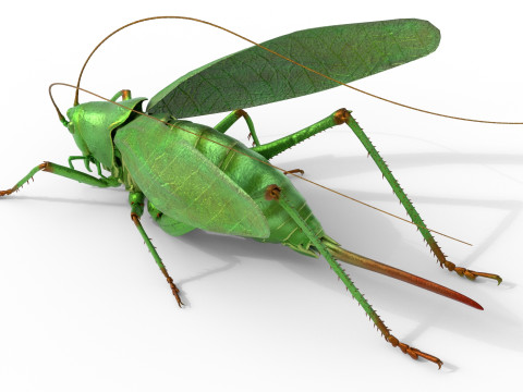 Tettigonia viridissima green bush 3D Модель