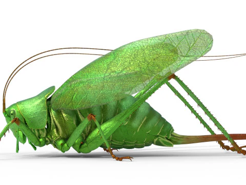 Semak hijau Tettigonia viridissima Model 3D