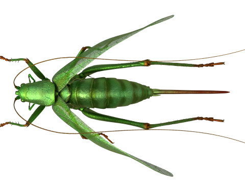 Tettigonia viridissima green bush 3D Модель