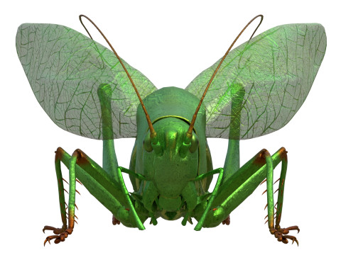 Tettigonia viridissima green bush 3D Модель