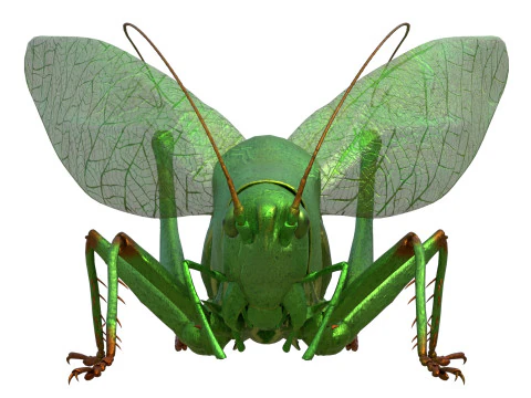 Semak hijau Tettigonia viridissima Model 3D