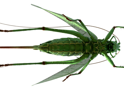 Tettigonia viridissima green bush 3D Модель