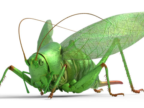 Tettigonia viridissima green bush 3D Модель