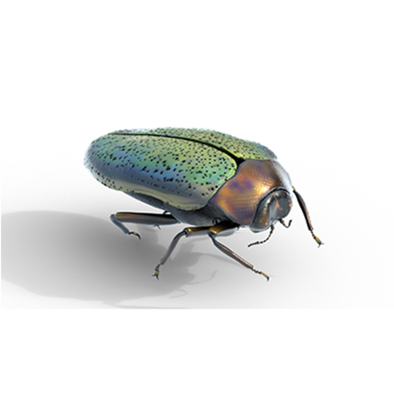 Trachys beetle 3D Model .c4d .max .obj .3ds .fbx .stl .blend