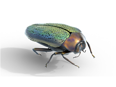 Trachys beetle Modèle 3D