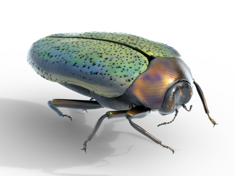 Trachys beetle 3D Model