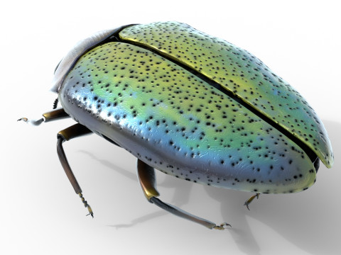 Trachys beetle 3D Model