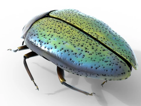 Trachys beetle 3D Model