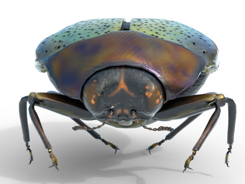 Trachys beetle 3D Model