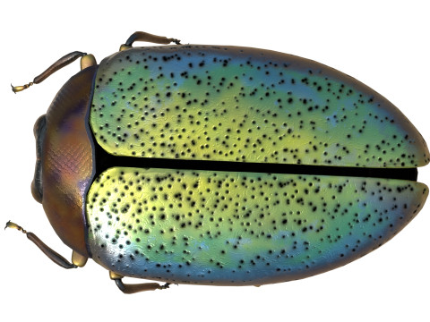Trachys beetle 3D Model