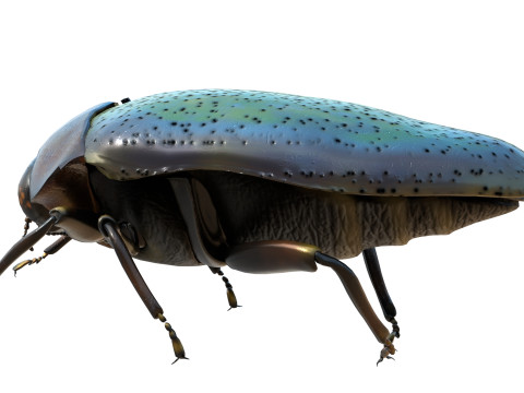 Trachys beetle 3D Model