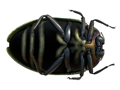 Trachys beetle 3D Model