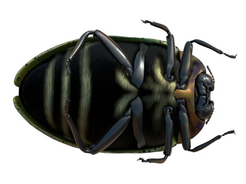 Trachys beetle 3D Model