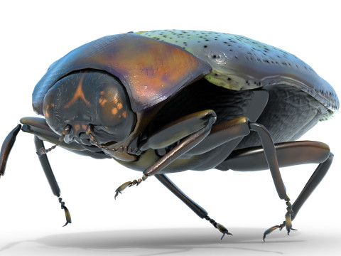Trachys beetle 3D Model