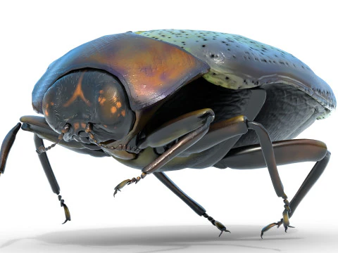 Trachys beetle 3D Model