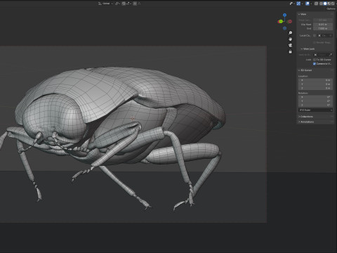 Trachys beetle 3D Model