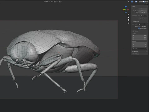Trachys beetle 3D Model