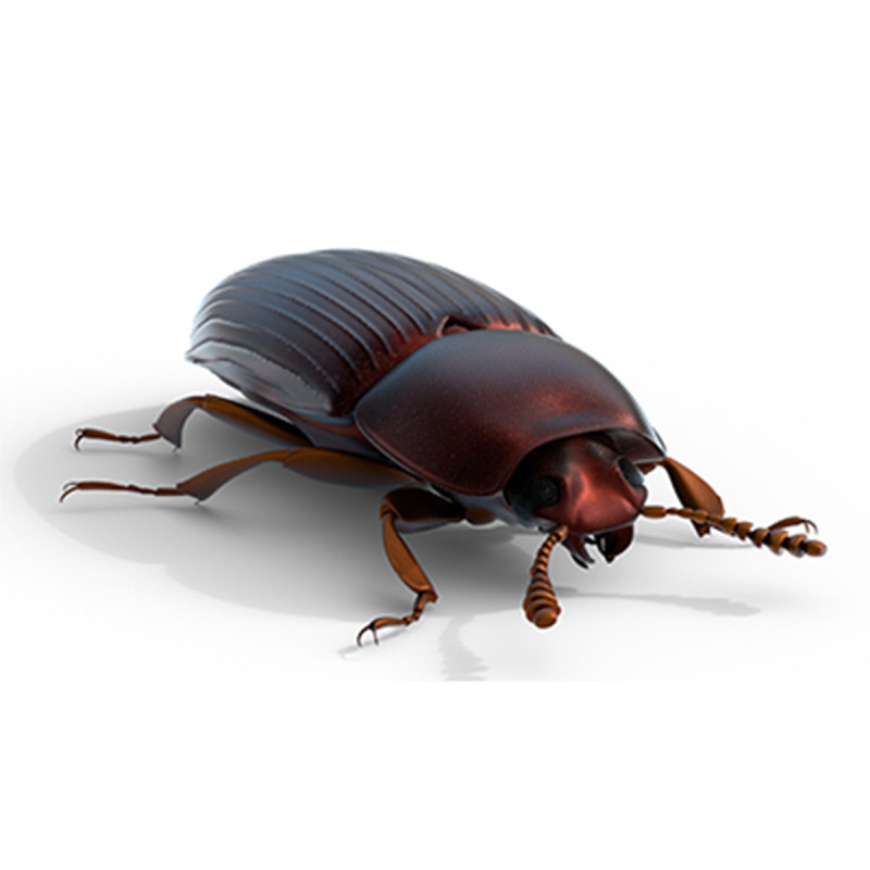 Uloma latimanus beetle Model 3D .c4d .max .obj .3ds .fbx .stl .blend 
