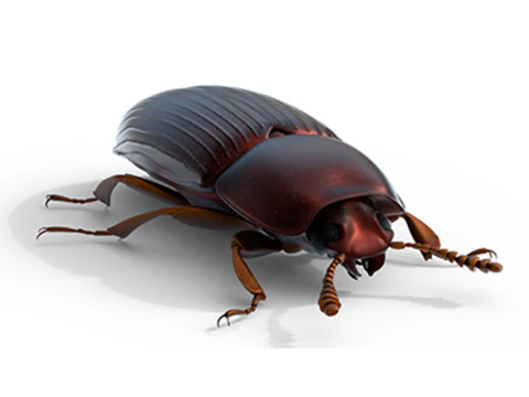 उलोमा लैटिमैनस बीटल 3D मॉडल