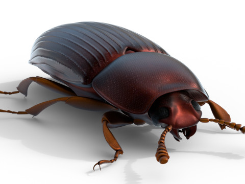 Uloma latimanus beetle Model 3D