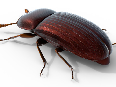 Uloma latimanus beetle Model 3D