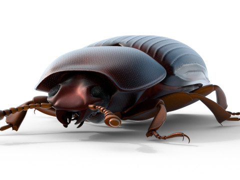 Uloma latimanus beetle Model 3D